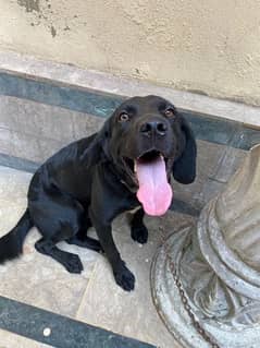 Labrador orrignal  Family Dog