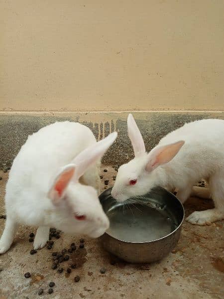 rabbit pair 1