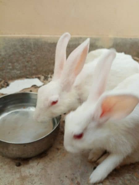 rabbit pair 2