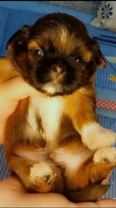 shih'tzu puppy