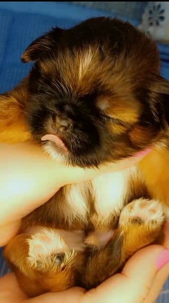 shih'tzu puppy 2