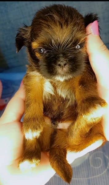 shih'tzu puppy 5