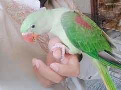 Raw parrot handtam friendly bird