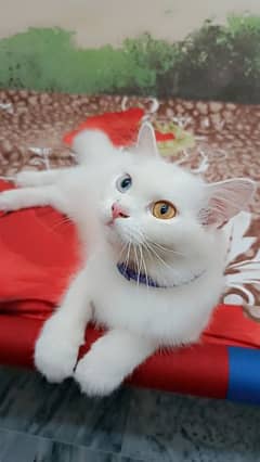 Persian kitten male female washroom trained playful healthy