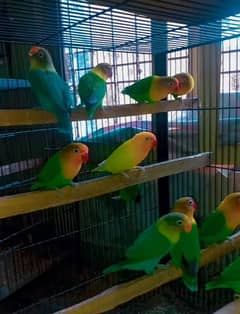 5 piar breeder Green fisher