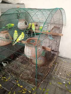 Beautiful love birds with Cage