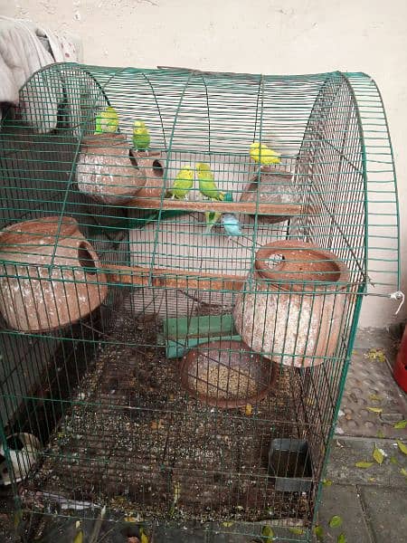 Beautiful love birds with Cage 2