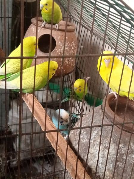 Beautiful love birds with Cage 3