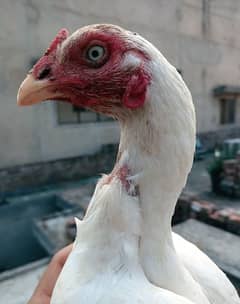 I want to sale home breed heera aseel female