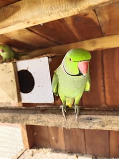 Ringneck Parrot