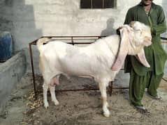 Pure Gulabi Giant breeder