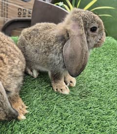 Cute Holland Lop Rabbit