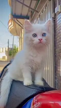 Persian cat far sall my WhatsApp number 03345814757