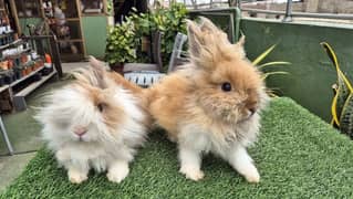 Teddy bear dwarf Rabbits