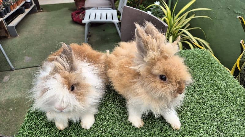 Teddy bear dwarf Rabbits lRabbit/ rabbit for sale /Teddy bear Dwarf ra 1