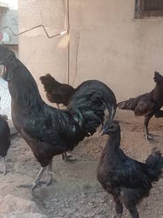 Ayam cemani pairs and chicks available for sale