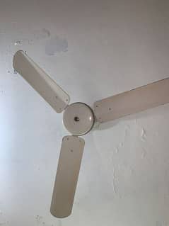 Bareez fan 56“