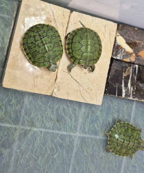 Cute Turtles 2