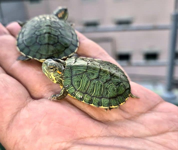 Cute Turtles 3