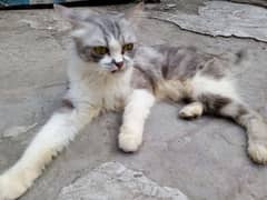 Persian Female Cat | Kitten | Grey Color Cat