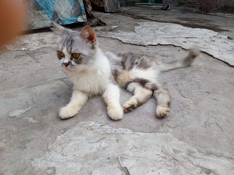 Persian Female Cat | Kitten | Grey Color Cat 2