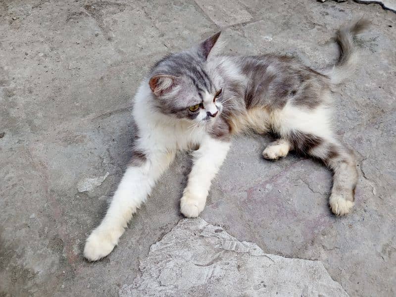 Persian Female Cat | Kitten | Grey Color Cat 4