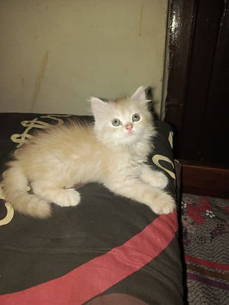 Persian kittens looks new home 3