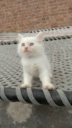 Persian kitten pair