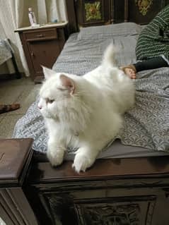 Persian cat white colour 0