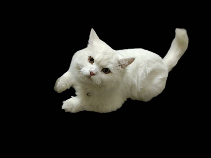 Persian cat white colour 1