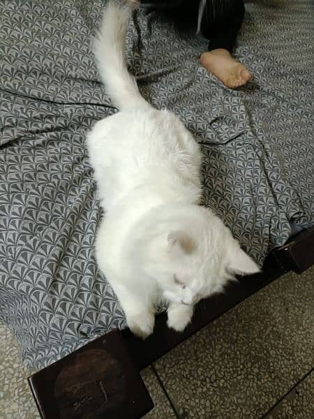 Persian cat white colour 2