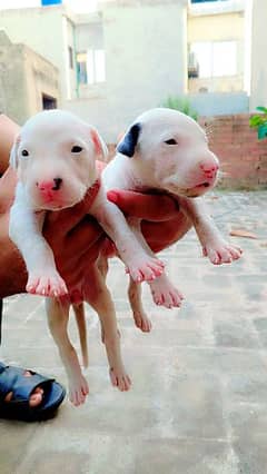 Dogs for sale gultar pair 20days age