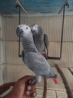 Taim african grey Parrot