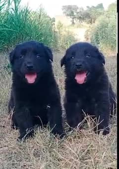 black German Shepherd dog male female for sale