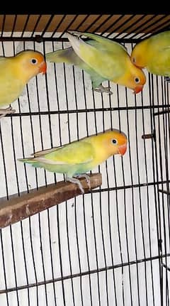 albino red eye breeders / albino split / parblue pestalino breeders