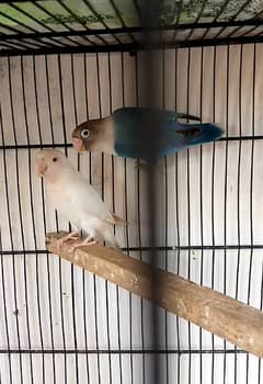 albino split / albino red eye / parblue pestalino and split ino