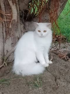 white persian cat triple coat