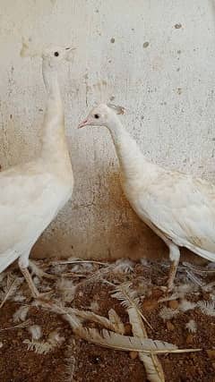 white peacock pair hn