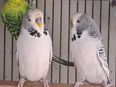 Exhibition pairs, ready to breed