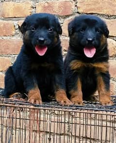 German Shepherd puppies for sale