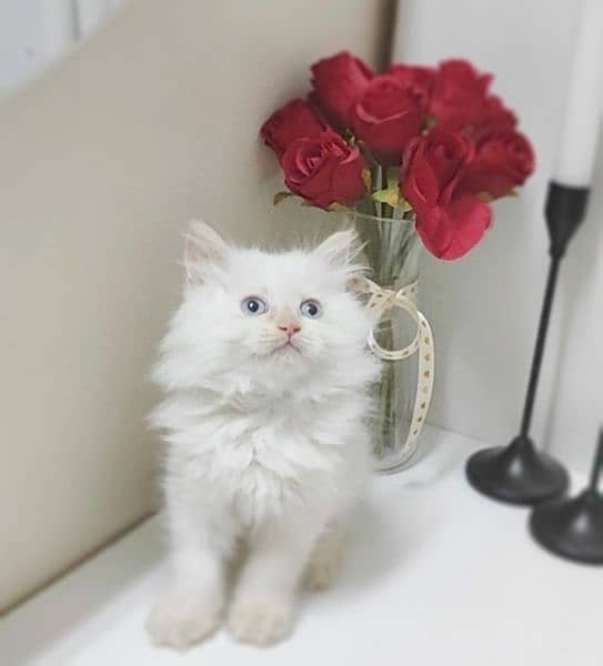 persian Kitten|Punch face Kittens|persian cat|cute|tripple|fluffy|doll 4