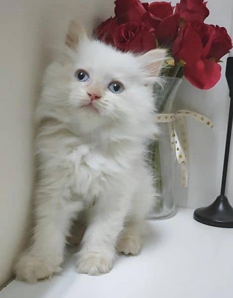 persian Kitten|Punch face Kittens|persian cat|cute|tripple|fluffy|doll 5