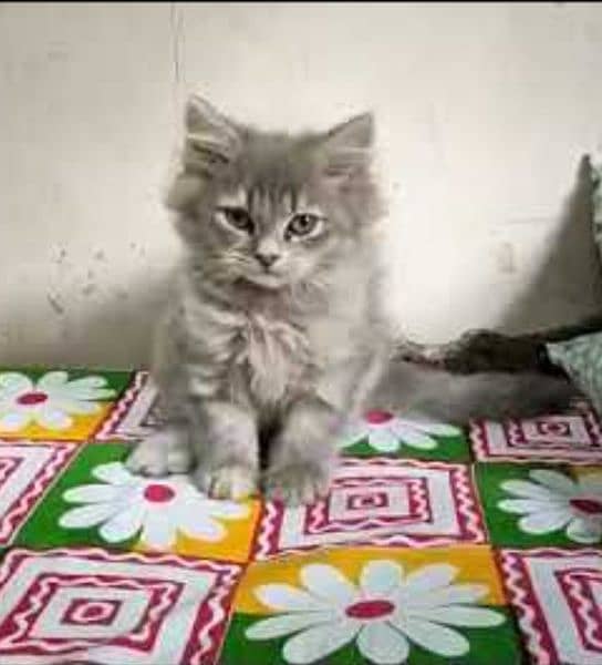 persian Kitten|Punch face Kittens|persian cat|cute|tripple|fluffy|doll 2