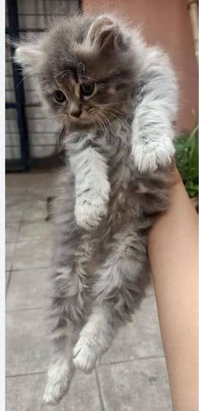 persian Kitten|Punch face Kittens|persian cat|cute|tripple|fluffy|doll 3