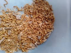 Mealworms live