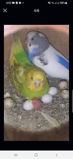 budgies and cage for sale