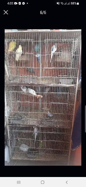 budgies and cage for sale 2