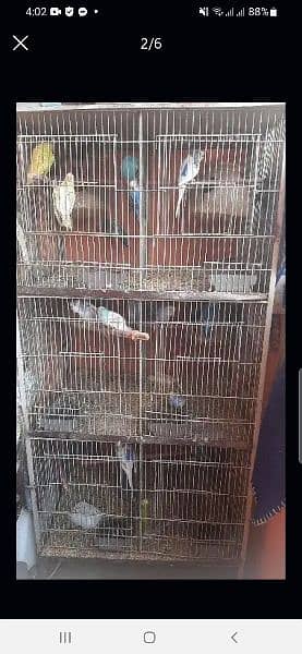 budgies and cage for sale 3