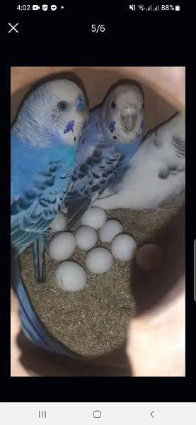 budgies and cage for sale 4