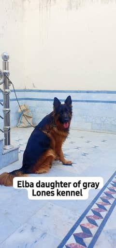 German shepherd female for sale | Dog Fore Sale | Heavy Beauty